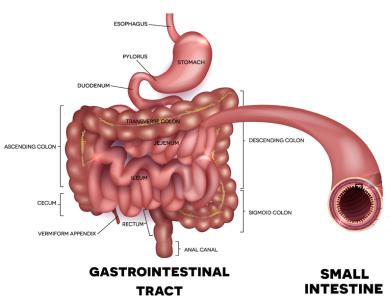 The Mucosal Barrier lines the entire digestive system