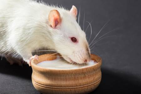 Splenda risks show up in new rodent research