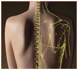 Visceral osteopathy interacts with elements of the digestive system