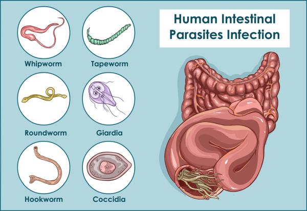 parasite in stool pictures human